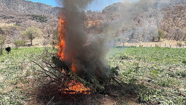 Localiza y destruye Gobierno de Sonora 21 toneladas de marihuana en Álamos