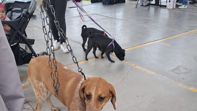 Beneficia Gobierno de Sonora salud animal con jornada de bienestar en Banámichi