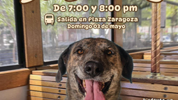 Invita Gobierno de Hermosillo a un paseo diferente en el “DogeBus”