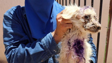 Cateo en Caborca permite el rescate de un canino en situación de maltrato