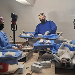 Más de 15 mil servicios de bienestar animal brinda el Gobierno de Sonora en 2025