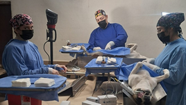 Más de 15 mil servicios de bienestar animal brinda el Gobierno de Sonora en 2025