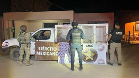 Rescatan a felinos en cateo por maltrato animal en Caborca