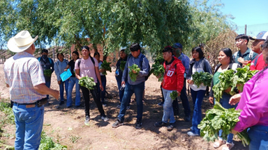 Fortalece Universidad del Pueblo Yaqui modelo productivo de soberanía alimentaria