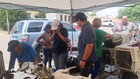 Beneficia Gobierno de Sonora la salud animal con jornada de esterilización en Hermosillo