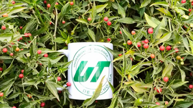 Impulsa Gobierno de Sonora innovación agrícola desde la UTEtchojoa con cultivo de chiltepín