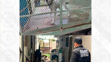 En Ciudad Obregón, la AMIC rescata a un canino en condiciones de abandono