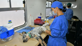 Llevará IMPBA esterilizaciones gratuitas a la San Bosco, Café Combate y Mediterráneo