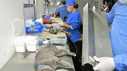 Continúa IMPBA esterilizaciones gratuitas durante el mes de agosto