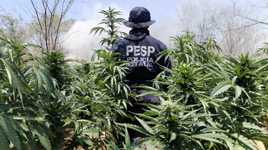 Detecta y destruye Gobierno de Sonora más de 22 toneladas de marihuana: Seguridad Pública