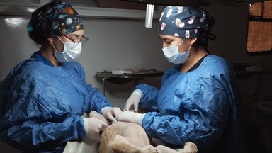 Firula recibió atención gratuita gracias a las Clínicas Móviles de Salud Sonora
