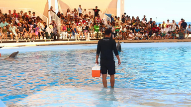 Gobierno de Sonora invita a visitar el Delfinario Sonora durante el periodo vacacional