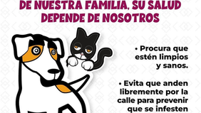 Exhorta Gobierno de Sonora a detectar a tiempo la rickettsiosis para una atención oportuna