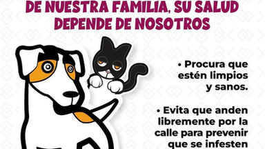 Exhorta Gobierno de Sonora a detectar a tiempo la rickettsiosis para una atención oportuna