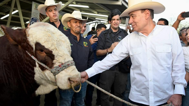 Logra Gobernador Durazo regularizar el ritmo de exportación de ganado a Estados Unidos