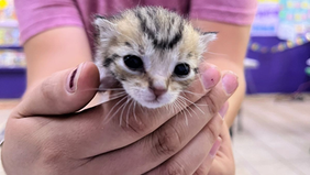 Beneficia Gobierno de Sonora salud animal con jornada de bienestar "Sonora Atiende"
