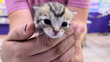Beneficia Gobierno de Sonora salud animal con jornada de bienestar "Sonora Atiende"