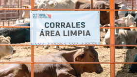 Gobierno de Sonora logra reapertura del cruce ganadero en Agua Prieta tras reconocimiento de estatus sanitario