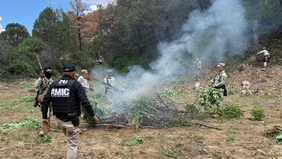 AMIC y DEFENSA localizan y destruyen plantío de marihuana en Cananea