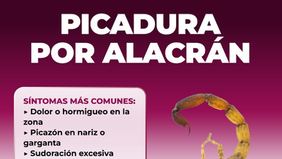 Recomienda Salud Sonora prevenir picaduras de arañas y alacranes