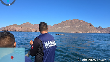 Marina, Profepa y Protección Civil de Guaymas ponen a flote a ballena varada en Playa Miramar