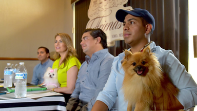 Pasarela, música y mucha diversión te esperan en la Víactiva Canina este domingo