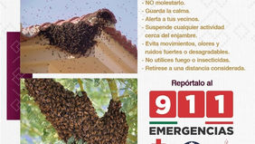 Exhorta Gobierno de Sonora a reportar presencia de enjambres de abejas al 9-1-1