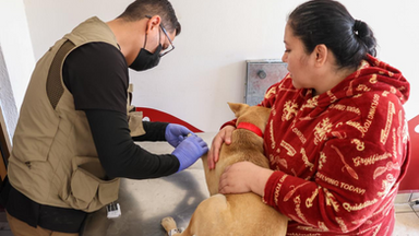 Realiza el Ayuntamiento de Guaymas Jornada de esterilización