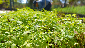 Se obsequiarán árboles nativos el próximo viernes en el Vivero Municipal de Hermosillo