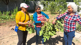 Gobierno de Sonora impulsa huerto comunitario en CEDAM Cajeme