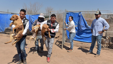 Apoya Protección y Bienestar Animal en el traslado de perros rescatados a albergue que buscan un hogar definitivo
