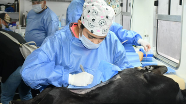 Tienen espacios disponibles en jornadas de esterilización gratuita del IMPBA