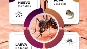 Invita Gobierno de Sonora a conocer el ciclo de vida del mosquito para prevenir el dengue