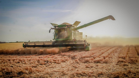 Impulsa Gobierno de Sonora apoyo emergente para productores de trigo cristalino