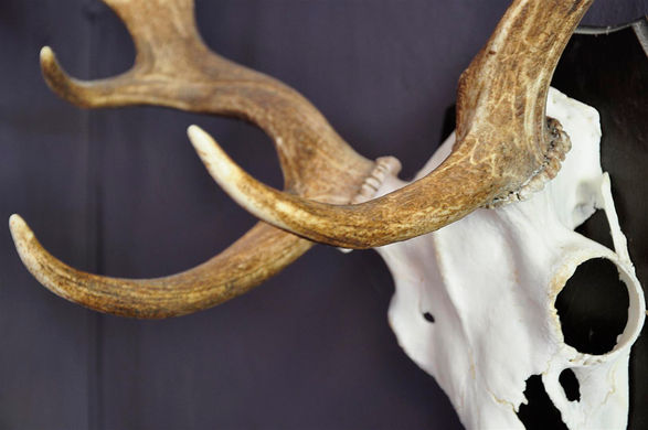 Jägerappartement Gut Willershausen