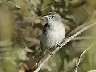 RiverWatch May: For the Birds
