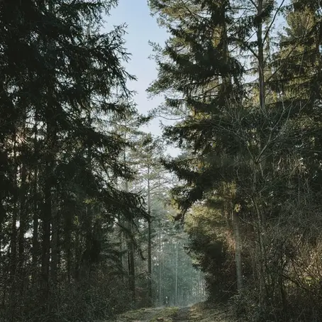Frühjahrsmüdigkeit verstehen: Warum du im Frühling müde bist und was dein Körper dir wirklich sagen will