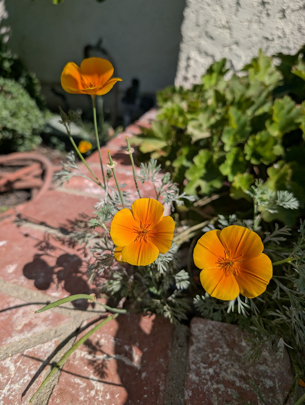The May Garden