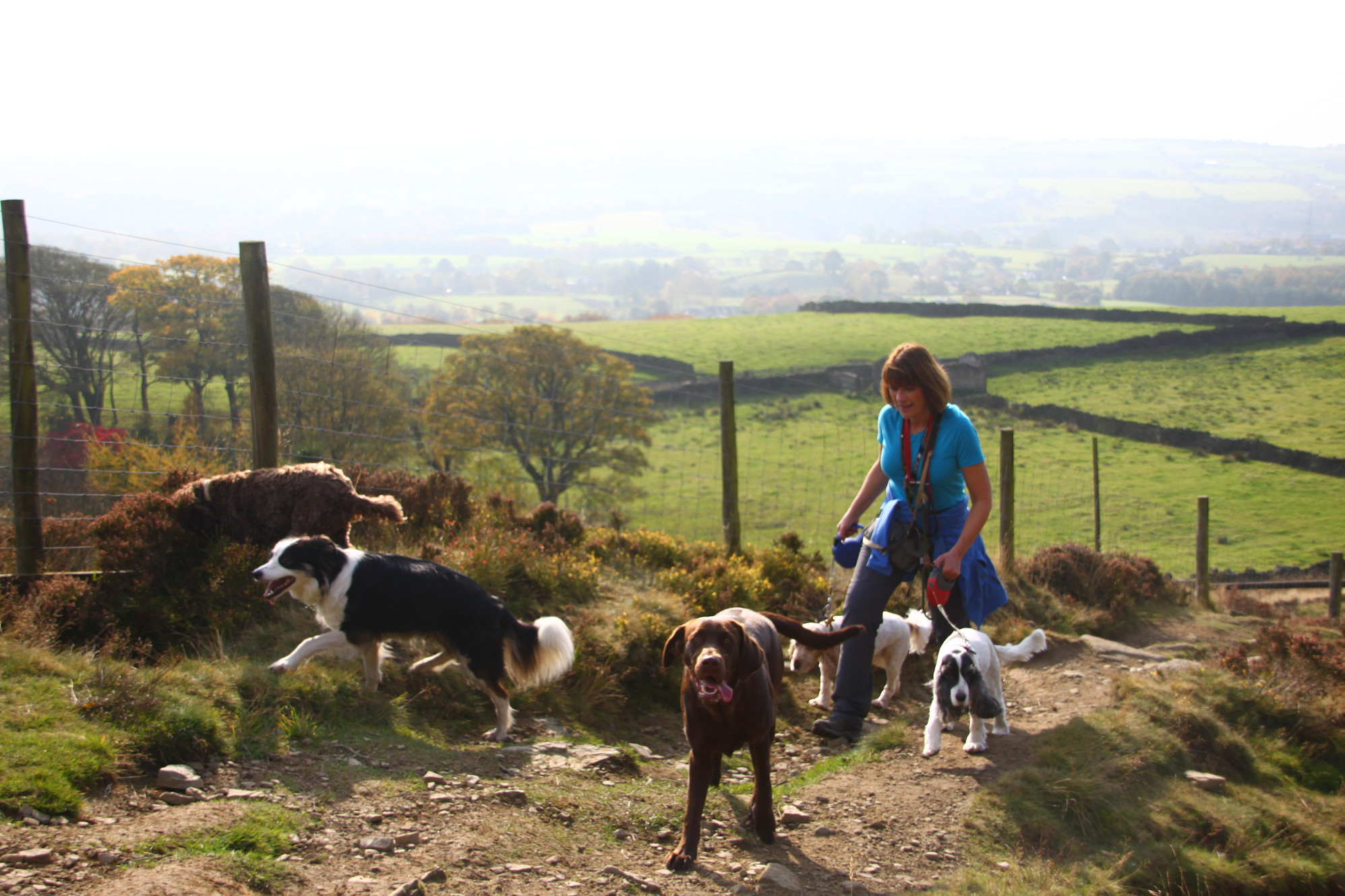 Home Take The Lead Dog Walking Bury