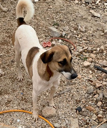 Browny - Mobi (8).jpeg