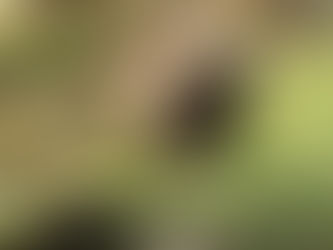 Exkursion in den Tierpark Goldau – Auftakt zum NMG-Thema „Grossraubtiere der Schweiz“