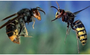 Le frelon asiatique, une menace redoutable pour les abeilles !