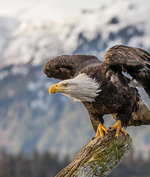 Bald_eagle_about_to_fly_in_Alaska_(2016).jpg