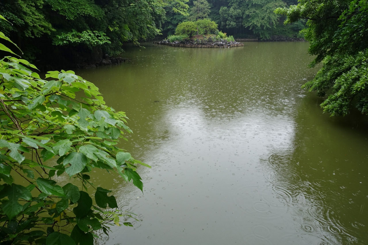 雨の三四郎池