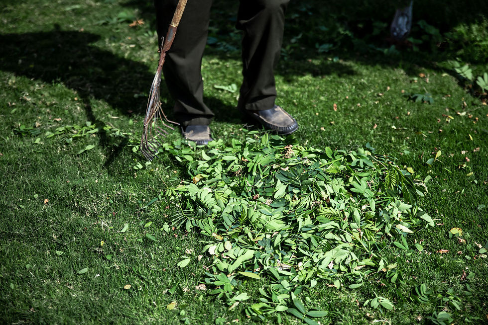 serrated-metal-rake-garden-cleaning.jpg