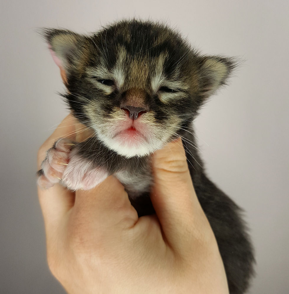 King of Black 10 days old