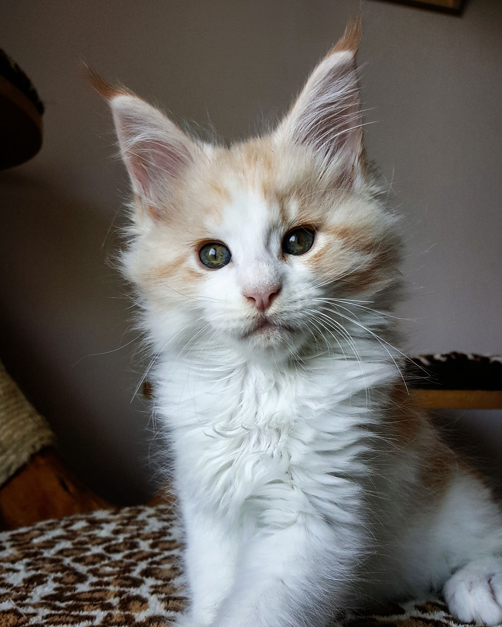 Hula'Hoop 9 weeks