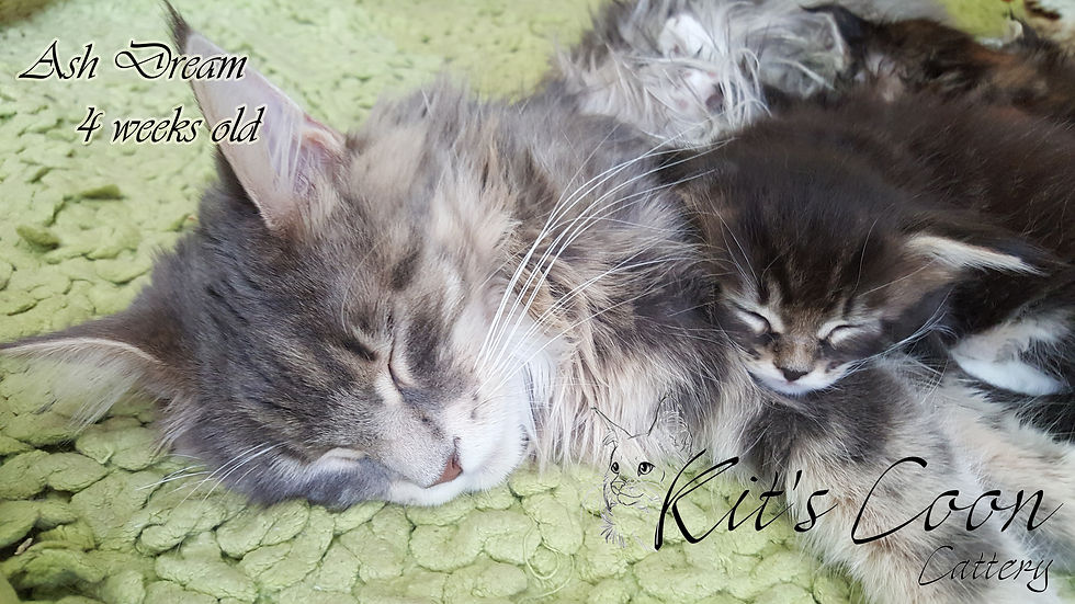 Kittens of litter 'A'