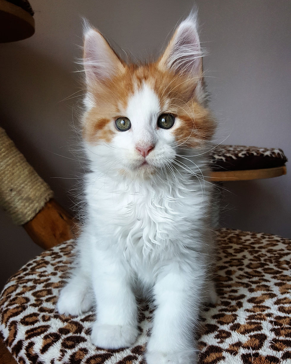 Honey'Moon 9 weeks