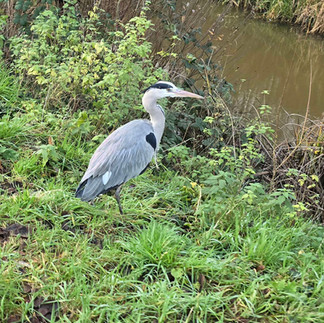 A lone heron huddles into itself, standing on the bank of a canal and eying me as I walk by